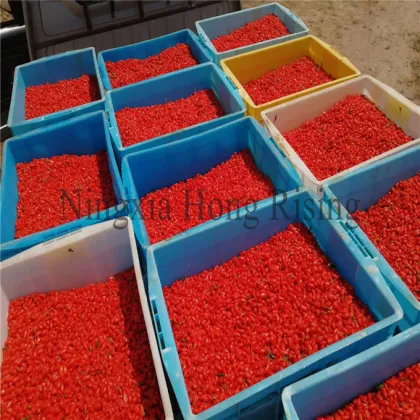 Whole sun dried goji berries wolfberries