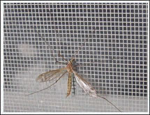 Anti Insect Screen