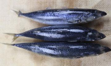 Sea Frozen Whole Round Mackerel
