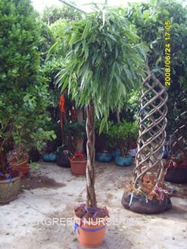 Ficus 'Ali'