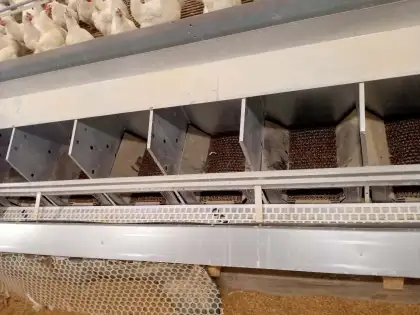 Automatic poultry breeding and egg collection box