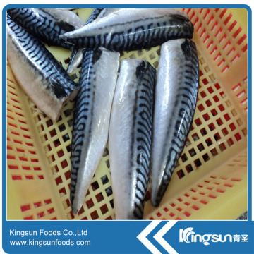 High Quality Atlantic Mackerel Fish Fillet