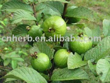 Popular guava leaf /fruit tea