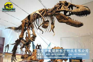 Museum Tyrannosaurus rex Skeleton