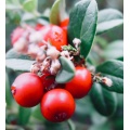 High quality wintergreen essential oil price in bulk