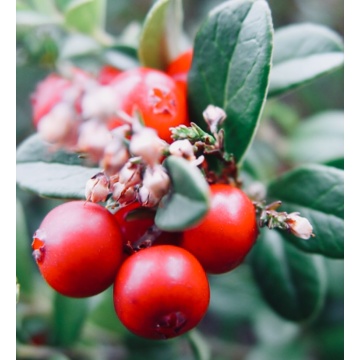 High quality wintergreen essential oil price in bulk