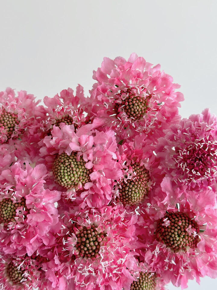 Pink Scabious