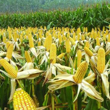 Erbicida agrochimico per riso Dicamba 98%