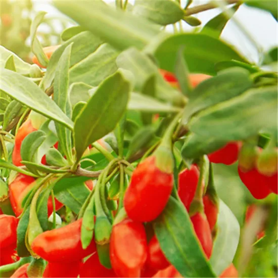 Ningxia Factory Goji Berry