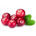 High quality cranberry extract powder with more benefits