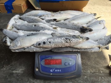 Block frozen Pacific Mackerel
