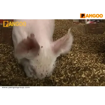 A-F1 PANGOO BIOBED Probiotic Deep litter