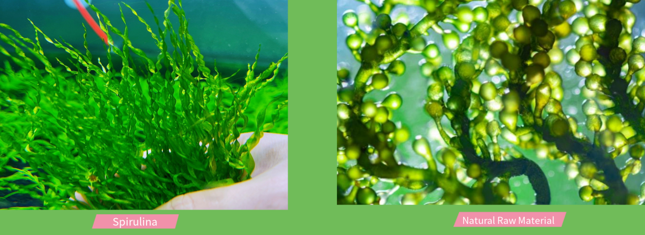 naturya organic spirulina powder