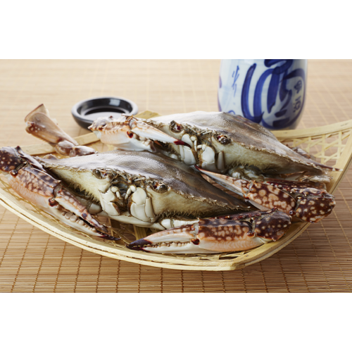 Frozen blue swimming crab Portunus trituberculatus whole round