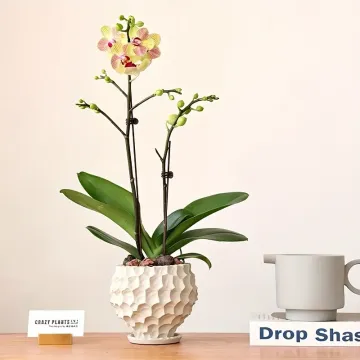 Unique Black Ceramic Pot for Indoor Tabletop Decor