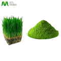 Kosher Certificated Organic wheat grass juice powder