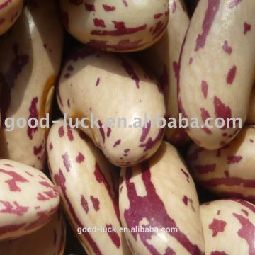 long shape light speckled kidney beans