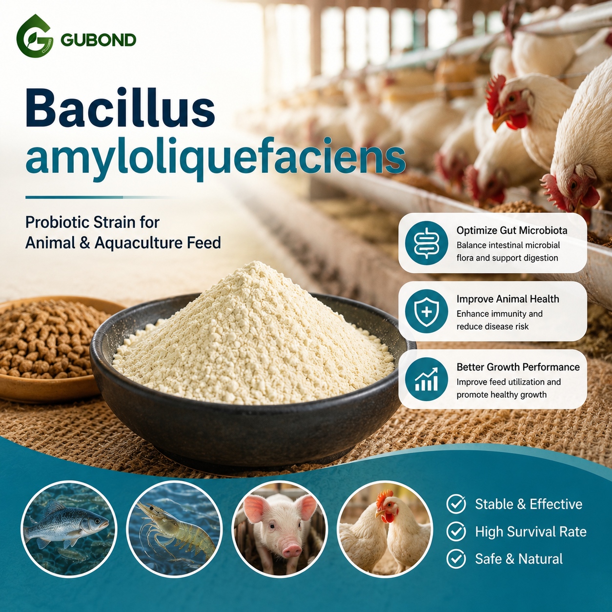 Bacillus amyloliquefaciens (4)