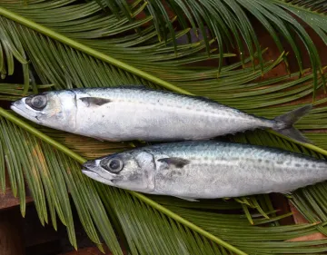 Frozen Pacific Mackerel Wr 300-500g Scomber Japonicus