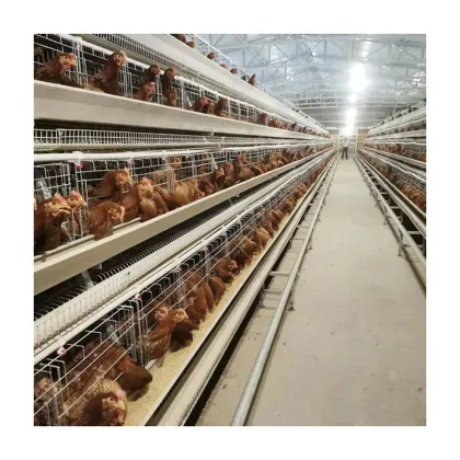 Tbb Brand Automatic Layer Cage Breeding Type A Layer Battery Cage Multi-Functional Chicken Cage