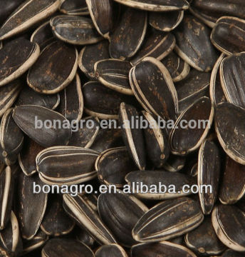 Chinese sunflower seeds 5009 American type size 24/64 22/64
