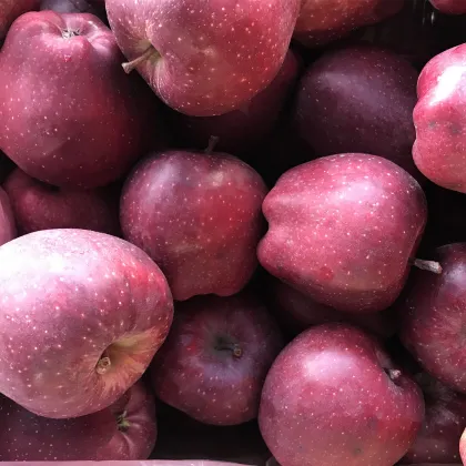 fuji apples Chinese Fuji apples red fuji apples