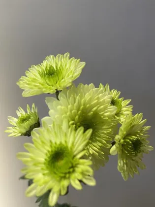 Green Cocoa pompon chrysanthemum