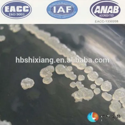 bacillus subtilis fermentation 200 billion CFU/g