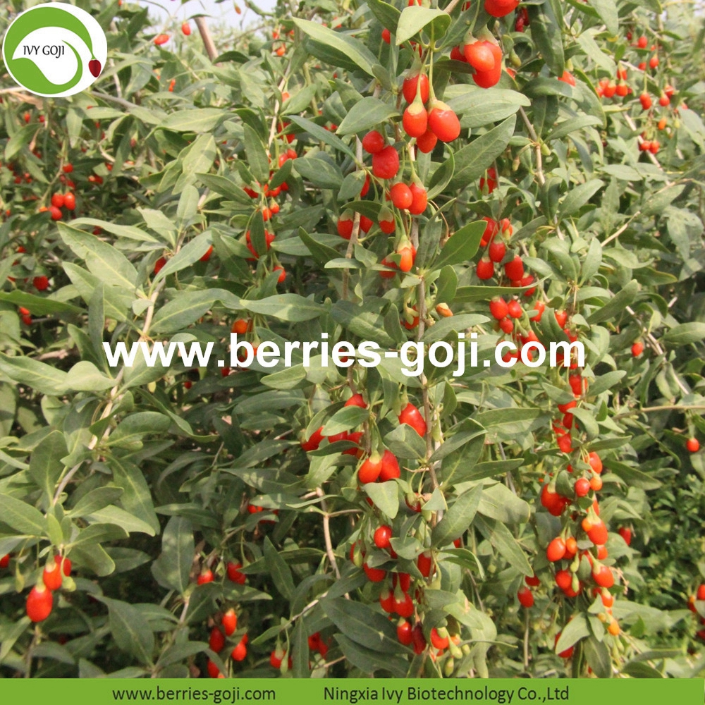 Goji Berries