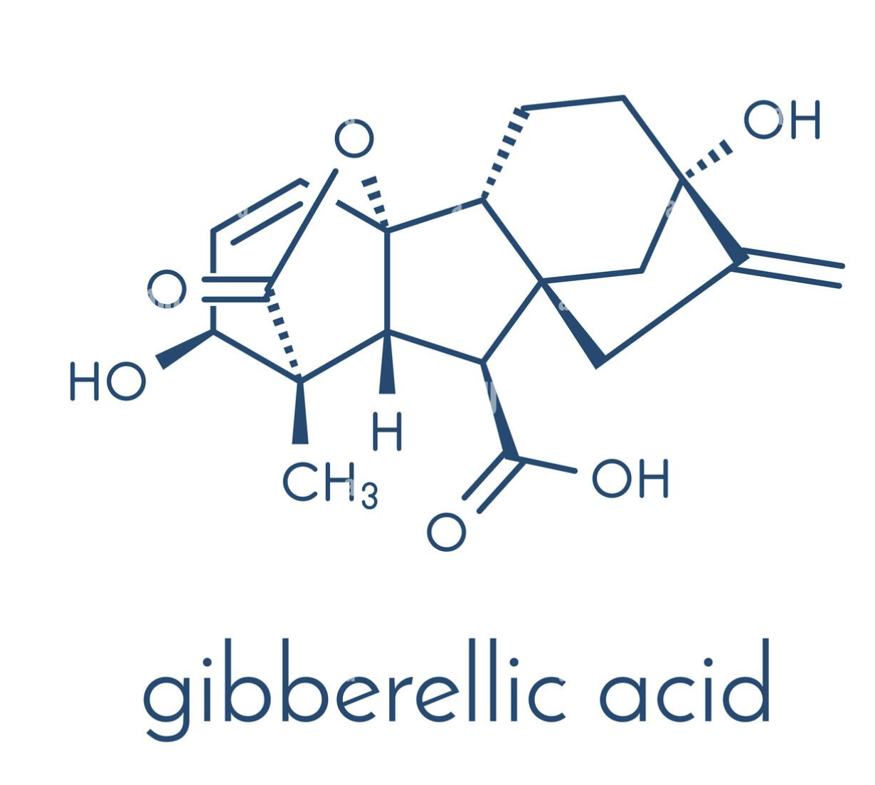 Gibberellic Acid for Plant Growth
