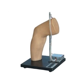 Darhmmy Modèle conjoint de formation médicale en PVC de haute qualité