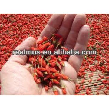 China goji berry fresh goji fruit