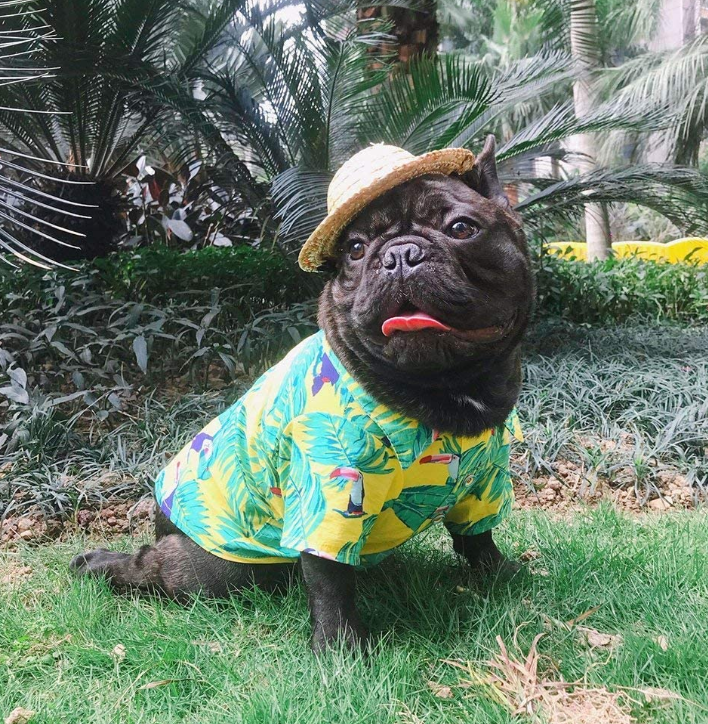 Dog Hawaiian T-Shirt Apparel