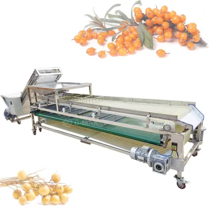 Progressive Dates Palm Walnut Cleaner Grader Machine