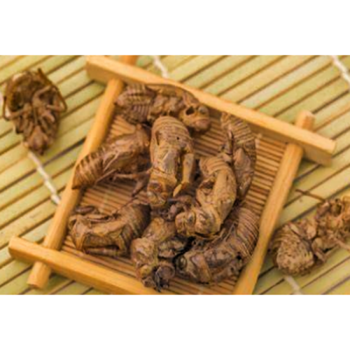 Pure Cicada Shell Extract Possesses Anti-Dandruff and Anti-Itch Properties.