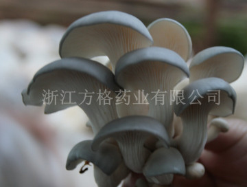 Pleurotus Ostreatus Extract; GMP/HACCP certificate;Edible and Medicinal Mushroom;oyster mushroom;