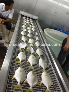 frozen food of good gold pomfret