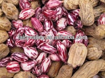 Growing/Planting High Yield Heirloom Red/Pink/Colorful/White/Black Peanuts Seeds