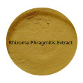Buy online Rhizoma Phragmitis Extract powder