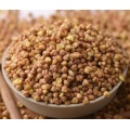5% in polvere di semi di tartary di grano saraceno in polvere