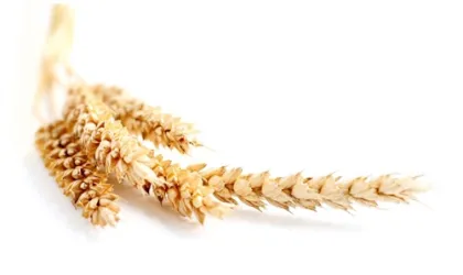 Hydrolyzed Wheat Protein Powder Cas No.70084-87-6