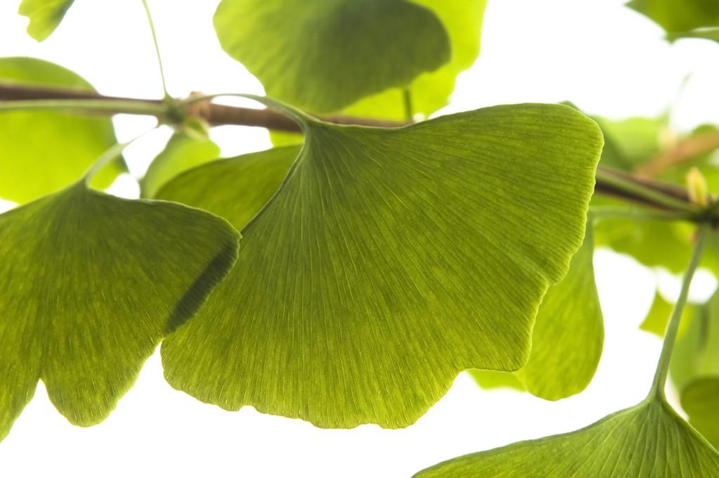 Organic Ginkgo Biloba Leaf Extract (1)