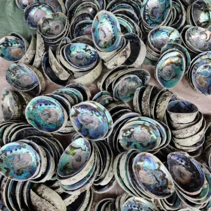 New Zealand Blue Rainbow Abalone Shell - Wholesale Clean and Natural Paua Seashells