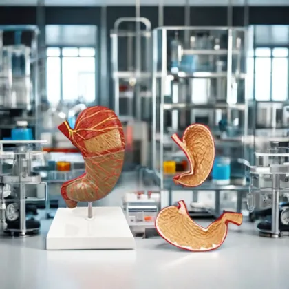 DARHMMY 1.5x Human Anatomy Stomach Model for Medical Science Teaching