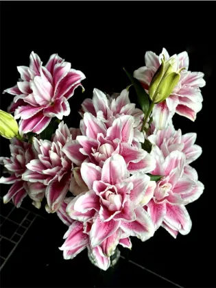Mars love Double Petal lily