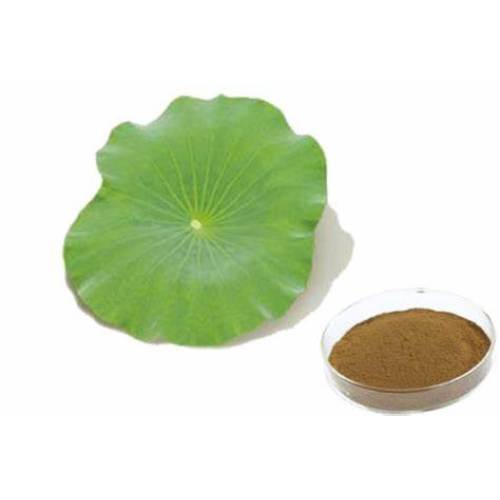 Hot Sale weight loss lotus leaf extract