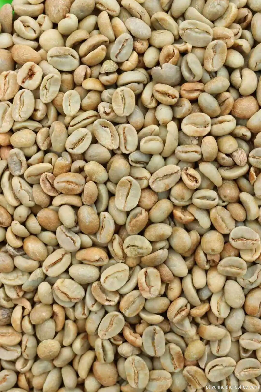 Feijão Verde Hali Bourbon