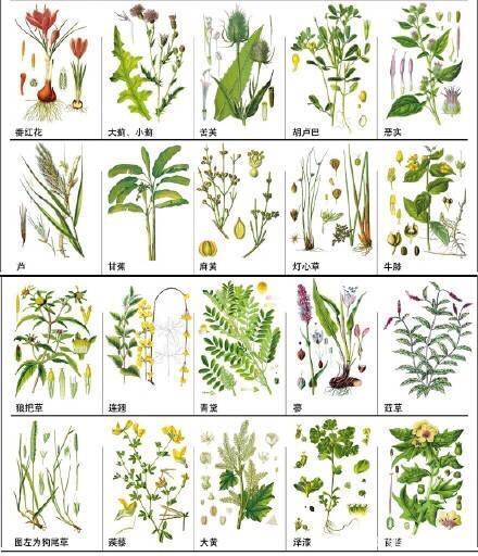 Natural plant products