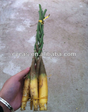 Bare root Pachira macrocarpa