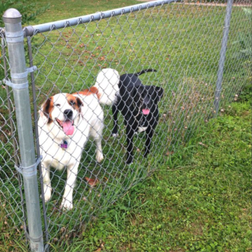 chain link fence decorations chain link fence drawing